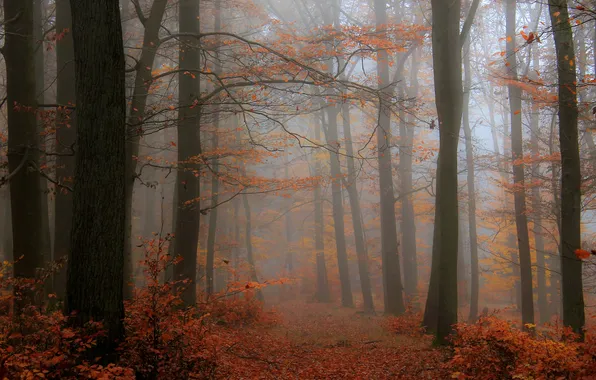 Autumn, forest, trees, branches, fog, Park, trunks, foliage