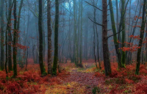 Picture autumn, forest, fog