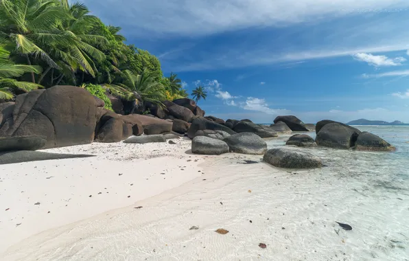 Picture sand, sea, stones, palm trees, coast