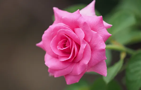 Macro, pink, rose, petals, bokeh, bright