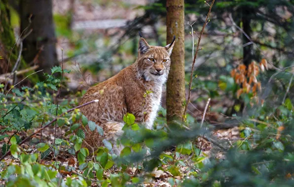 Forest, look, branches, nature, lynx, sitting, the bushes
