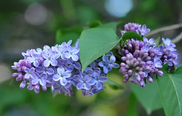 Picture spring, petals, lilac, inflorescence