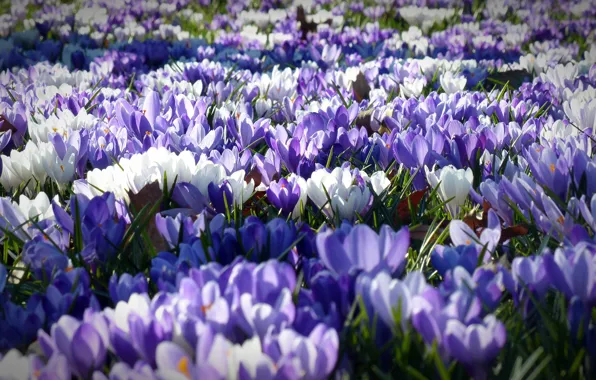 Light, flowers, glade, spring, purple, crocuses, white, blue