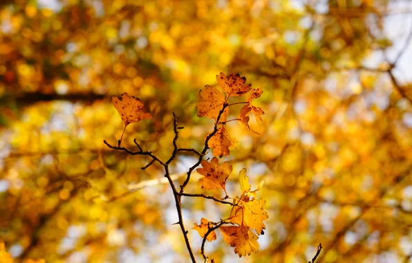 Leaves, tree, branch, oak, autumn