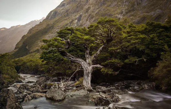 Picture New Zealand, Fiordland, Bonsai, Hollyford River