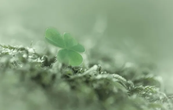 Picture macro, background, clover
