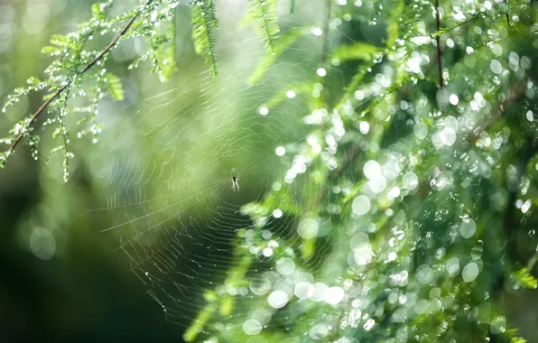 Forest, macro, nature, Rosa, web