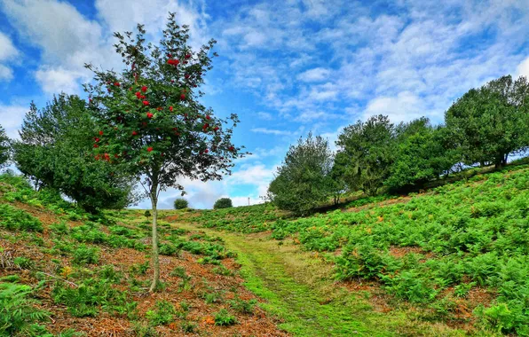 Picture the sky, trees, landscape, slope, path, Rowan