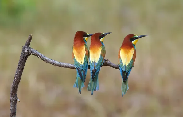 Background, bird, branch, three, Golden, pouloudi, bee-eaters