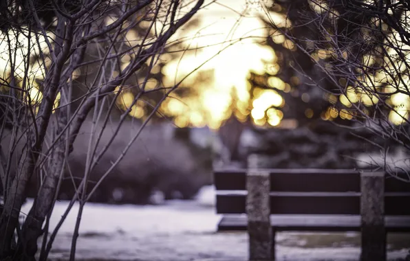 Cold, winter, snow, branches