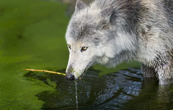 Picture look, face, wolf, branch, Tina, pond, ©Tambako The Jaguar