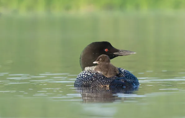 Picture bird, beak, Chicks, pond, Chernokova Loon
