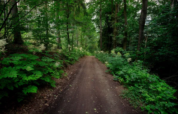 Forest, trail, Germany, Saxony