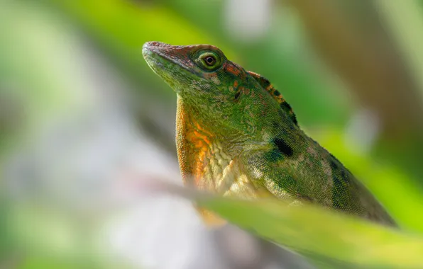 Look, green, background, leaf, green, iguana, bokeh, reptile