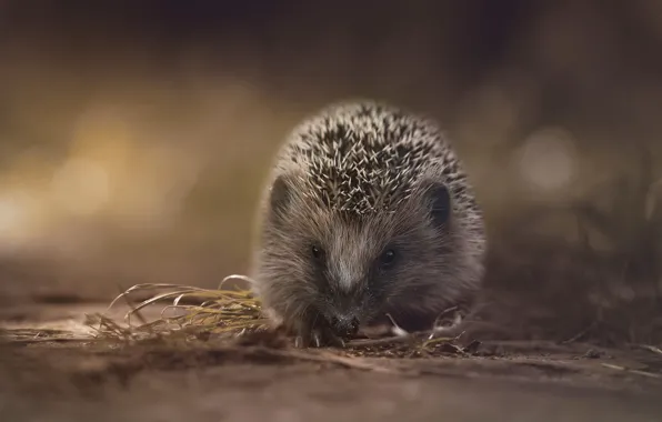 Grass, nature, blur, hedgehog, walk, face, hedgehog, bokeh