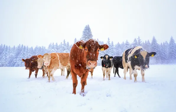 Winter, field, look, face, snow, cows, a lot, the herd