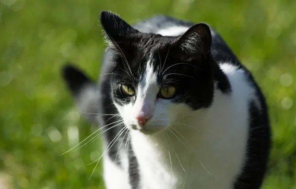 Cat, summer, cat, mustache, face, the sun, light, black and white