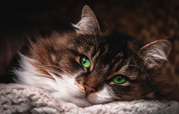 Cat, cat, look, face, close-up, the dark background, portrait, fluffy