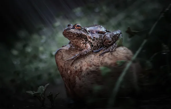 Toad, sitting on a rock, The Lady of Puddles, Vladlen's Lapshina