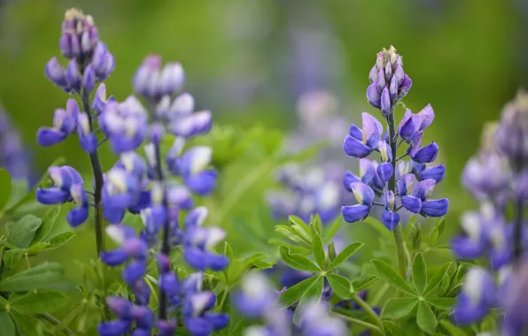 Leaves, blue, petals, lavender
