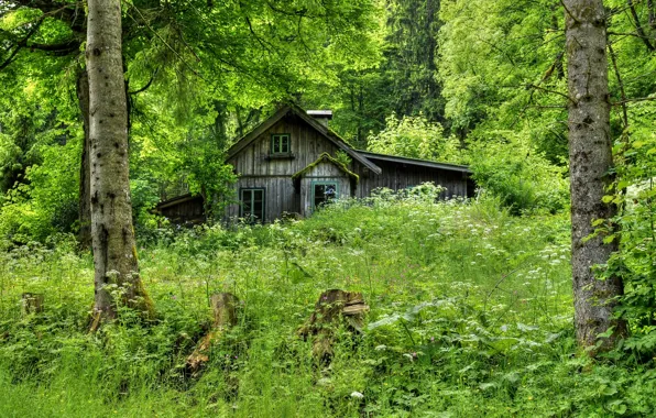 Forest, grass, trees, house, wooden, old, hut