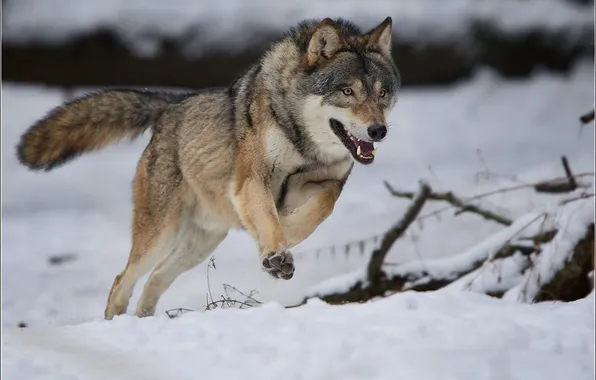 Picture nature, face, animal, wolf, wildlife, head, fur, mammal