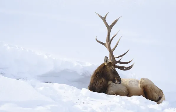 Winter, snow, deer