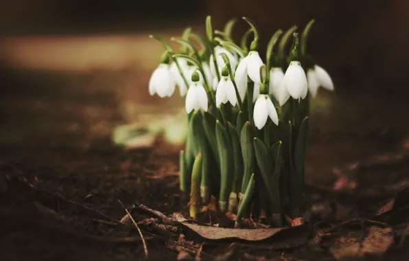 Picture leaves, spring, snowdrops