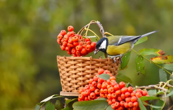 Autumn, birds, nature, tit