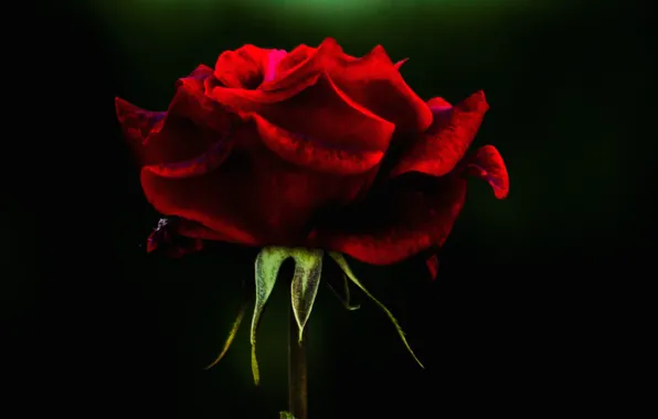 Background, roses, petals, buds