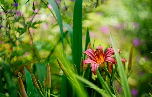 Greens, summer, leaves, flowers, pink, Lily, Lily, blur