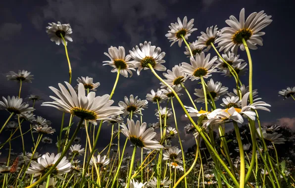 Picture field, summer, the sky, clouds, light, flowers, stems, glade