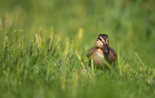 Grass, nature, background, bird, glade, duck, duck, chick