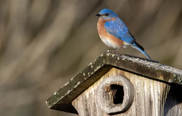 Bird, birdhouse, house, hole, Robin