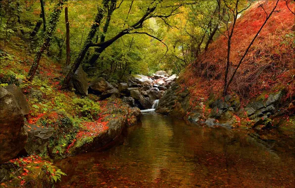 Picture Autumn, Trees, Forest, Fall, River, Autumn, River, Forest