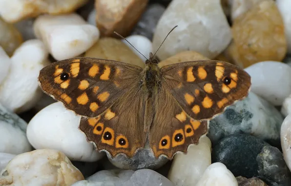 Macro, butterfly, wings, beautiful, stones, closeup