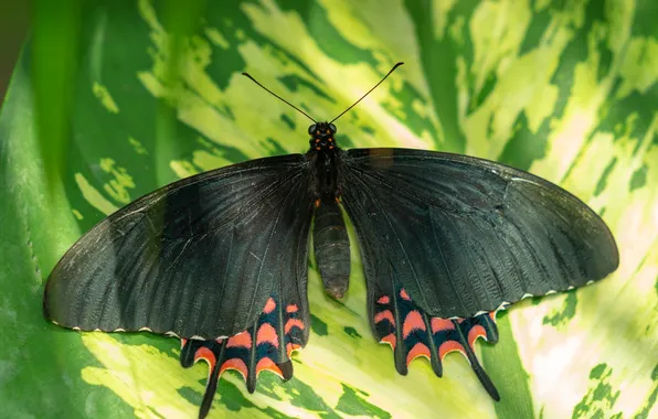 Sheet, microsemi, wings, Butterfly, insect, beautiful, closeup