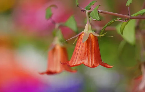 Macro, flowers, branches, bells