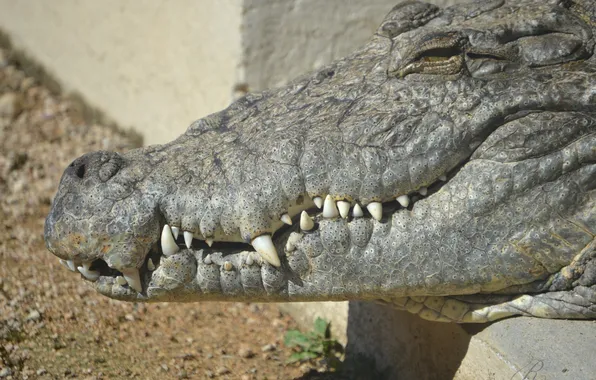 Picture jaw, predator, crocodile