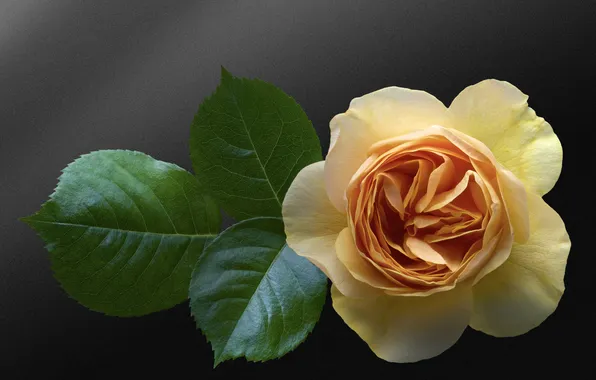Picture background, rose, Bud, leaves, yellow, yellow rose