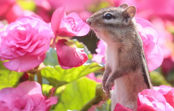 Picture flowers, Chipmunk, stand, rodent, begonia
