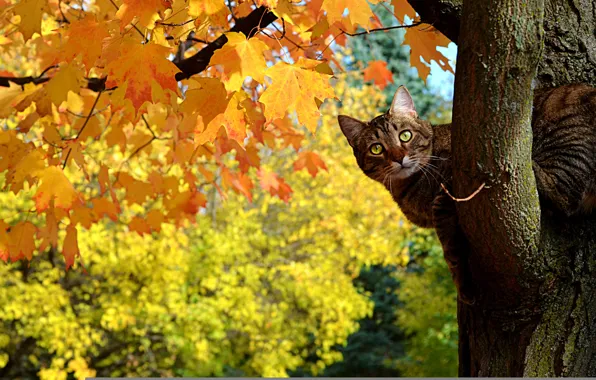 Picture autumn, cat, leaves, tree, maple, Kote, Peeps, yellow