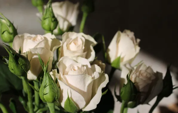 Flowers, roses, spring, white roses, spray roses