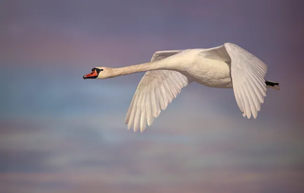 Picture the sky, background, bird, wings, Swan, flight, neck