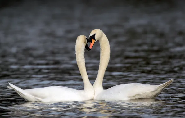 Picture water, pair, swans
