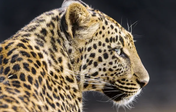 Face, predator, leopard, profile, wild cat