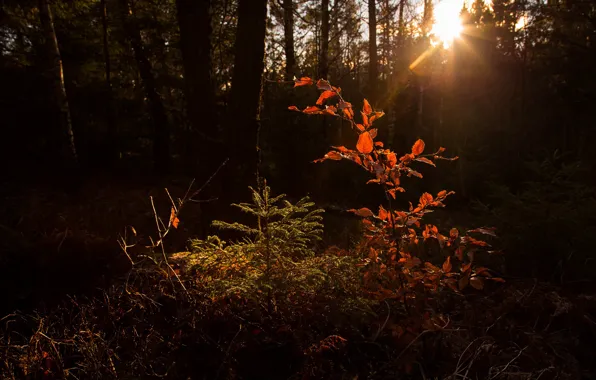 Picture forest, trees, the rays of the sun