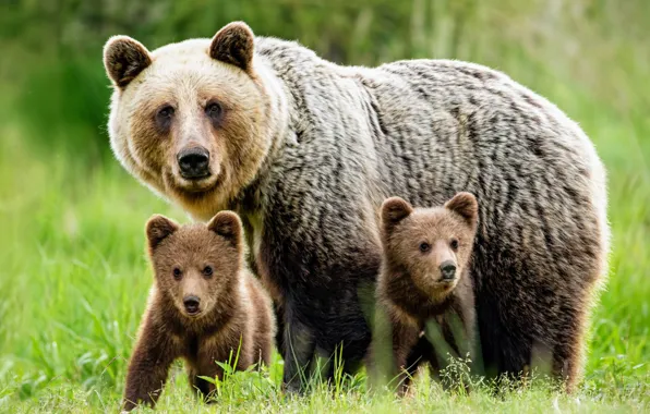 Picture bear, bear, mother
