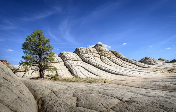 The sky, trees, mountains, rocks