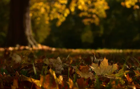 Autumn, Park, the dark background, foliage, bokeh, autumn leaves